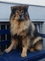 filou (48)